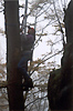 Klárka, lezení s cepínama na suchých stromech 
