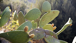 Opuncie, česky též nopál, je rod rostlin z čeledi kaktusovité